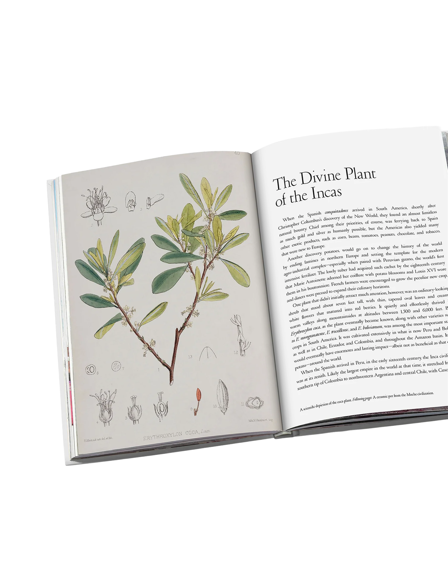 Cocaine: History & Culture book